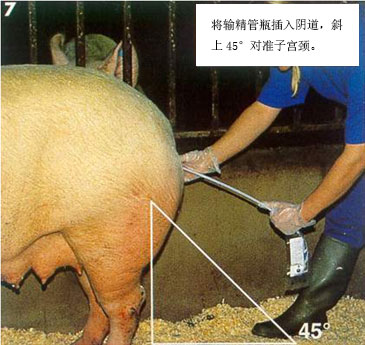 母猪人工配种步骤图片